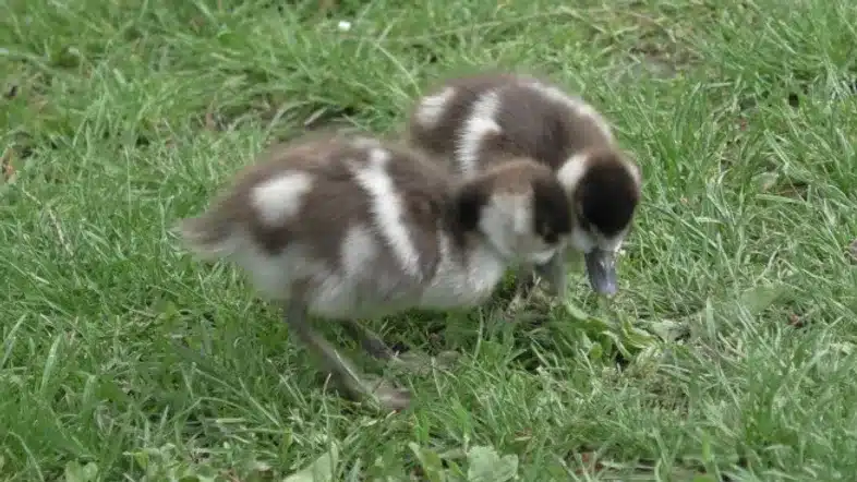 Ouverture internationale 442 52e92f_0dd25327210f4142a5e51046660fc824~mv2