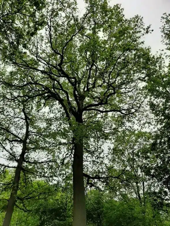 Ouverture internationale 576 52e92f_28aacbf583214d73a5b6bcd222bb4d7e~mv2