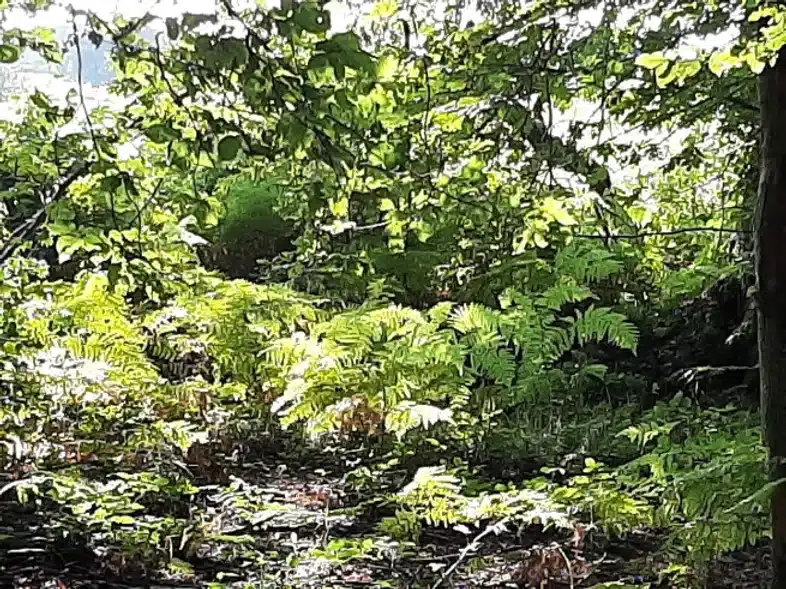 Ouverture internationale 297 52e92f_9dec6a9ab86447e0a9f0ac34fe5de1c3~mv2