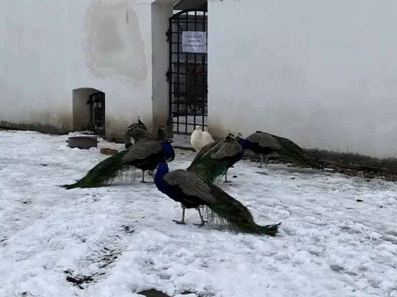 Ouverture internationale 84 52e92f_b8e73439c86d409a8d544999062735c6~mv2