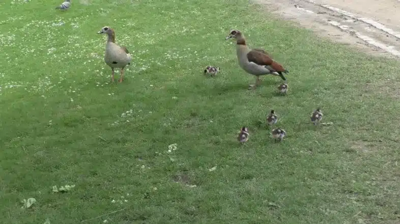 Ouverture internationale 441 52e92f_de3c5ae881ef45cfa9001ac981e3aafa~mv2